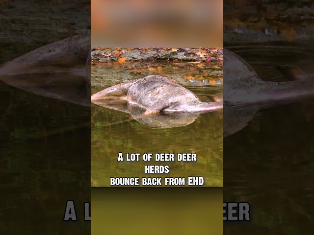 EHD vs CWD Revealed