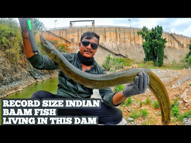 इस जगह में छुपे हुए हैं राक्षस बाम || Bam fishing tips and tricks !! Indian Monster Eel Fishing