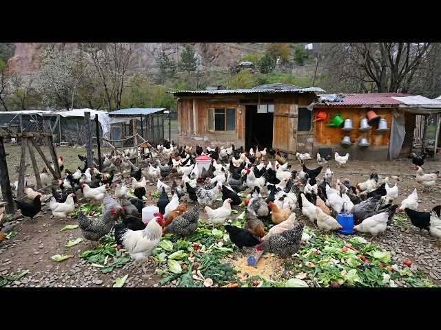 How I Naturally Feed My Free-Range Chickens - Relaxing Farm Routine