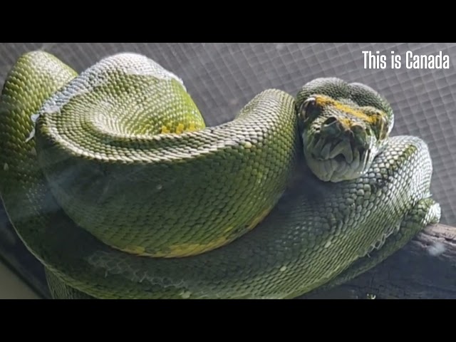 Extraordinary face and skin of a curled green tree python snake. 