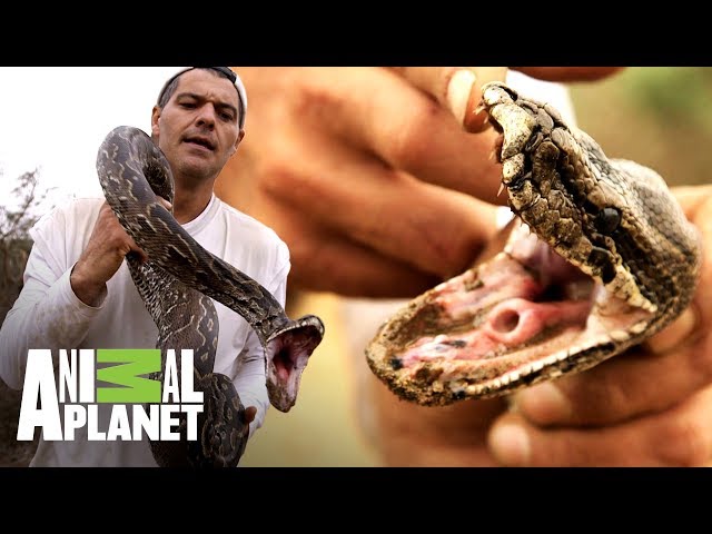 Pitón más grande de África calcula ataque a Frank | Wild Frank en África | Animal Planet