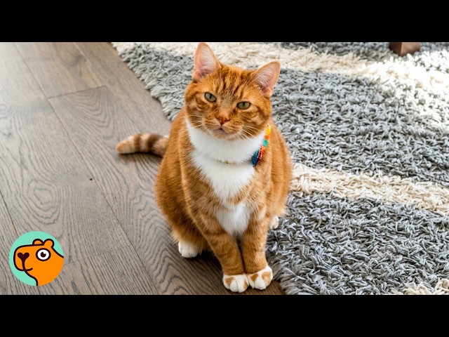 Chatty Cat Waits For His Morning Conversation | Cuddle Buddies