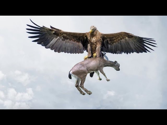 Las Aves Rapaces Más Poderosas del Mundo