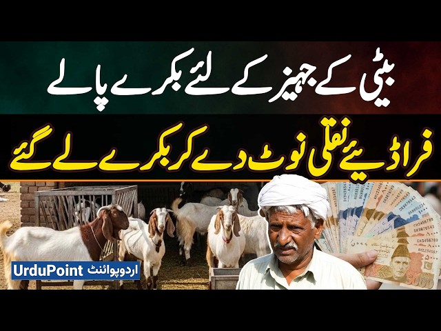 Father Raises Goats For Daughter's Jahez, Fraudsters Buy Them With Fake Currency Notes