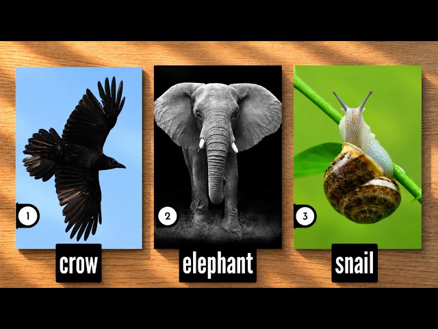 Some URGENT ANSWERS Sent From Your Spirit Guides! 🔥⏐PICK A CARD