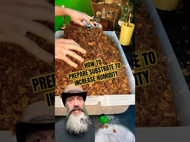 Preparing my snake substrate #molinarosnakelab #ballpython #snakecare #royalpython #petsnake #shorts
