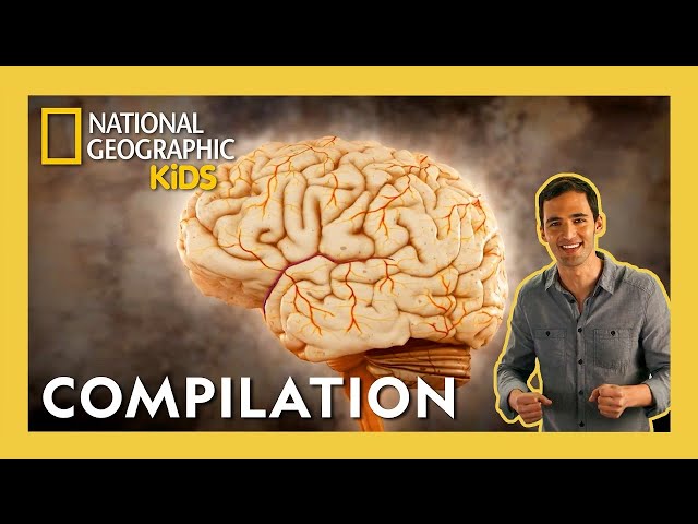 Brain Games 🧠🤓 | Full Episode Compilation | 40 Minutes | @natgeokids
