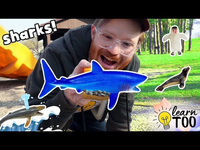 Sharks! And More Sea Animals at the Park 🦈🐳🐧 | Part 3 | Learn Ocean Animals! Sharks for Kids