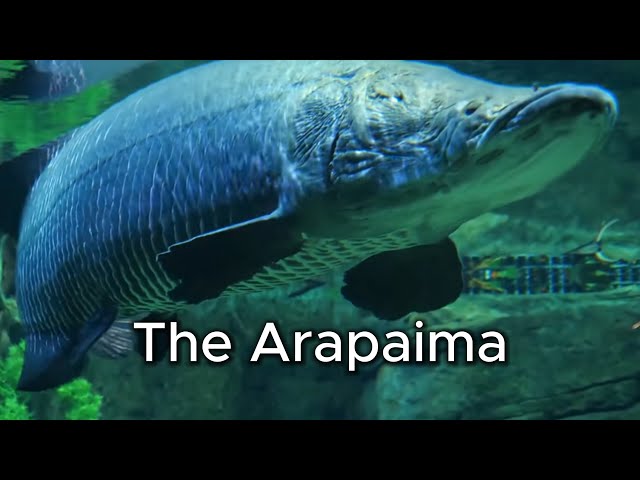 El Arapaima: Rey del río Amazonas