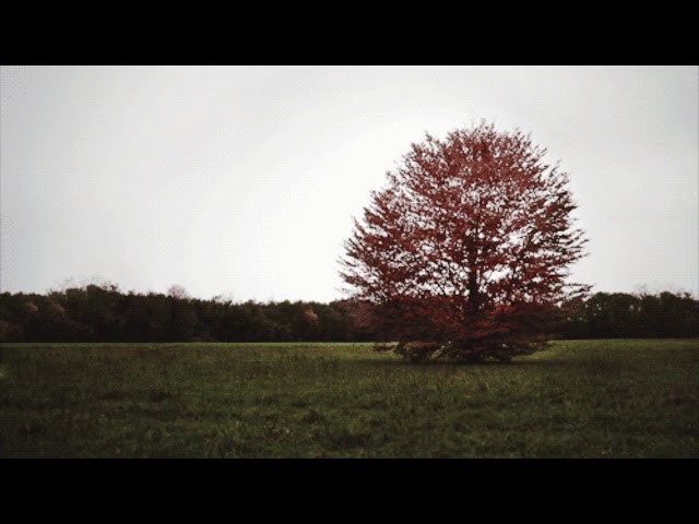 Anfaenger - Herbstblatt