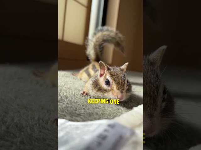 Ever thought about keeping a chipmunk as a pet?