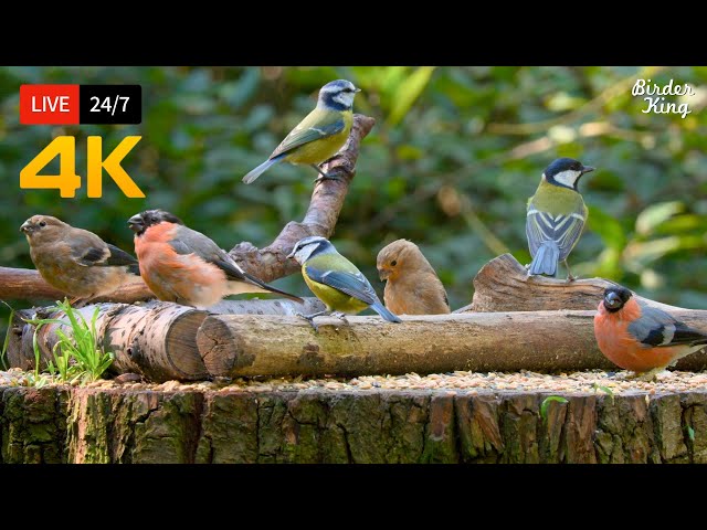 🔴 24/7 LIVE: Cat TV 😺 The Cutest Little Birds on Earth 🐿️ Cat Games No Squirrels