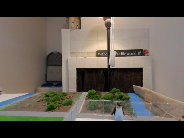 Zoo Model 3D Penguins