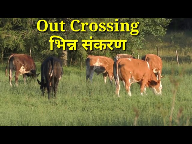 Out Crossing भिन्न संकरण , Animal Breeding (Out Breeding part 3)  पशु प्रजनन प्रणाली