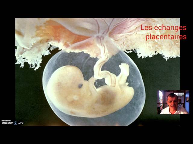 Placental exchanges