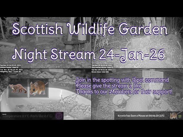 LIVE 🔴 Bird Feeders, Wildlife Cameras Scotland UK from Scottish Wildlife Garden