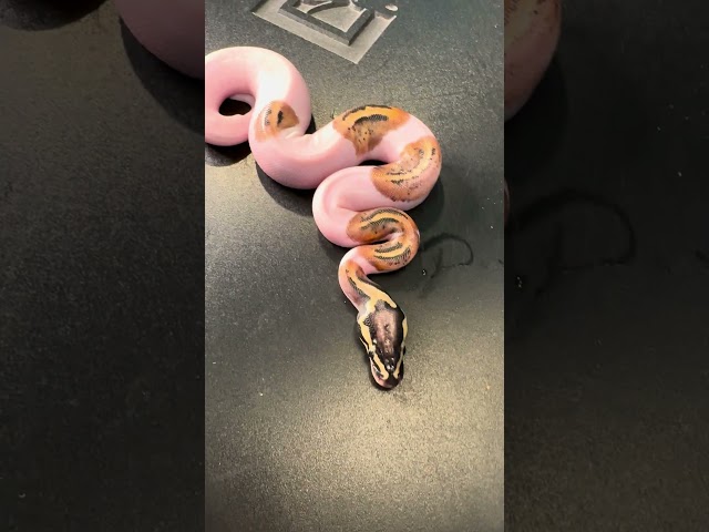 Baby 5 is out of the egg!  #snake #ballpython #piedballpython