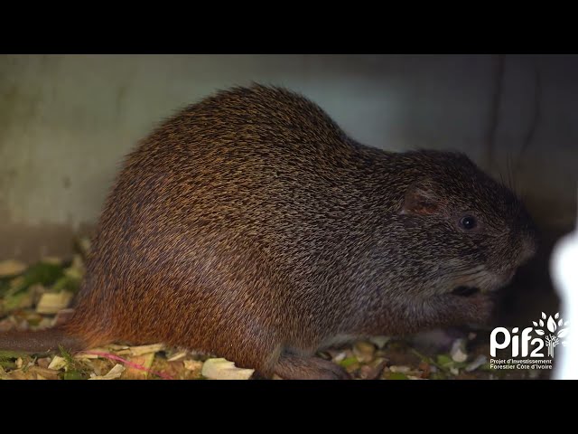 À Toumodi-Sakassou, l’élevage d’aulacodes au service des forêts et des communautés 🐀🌿
