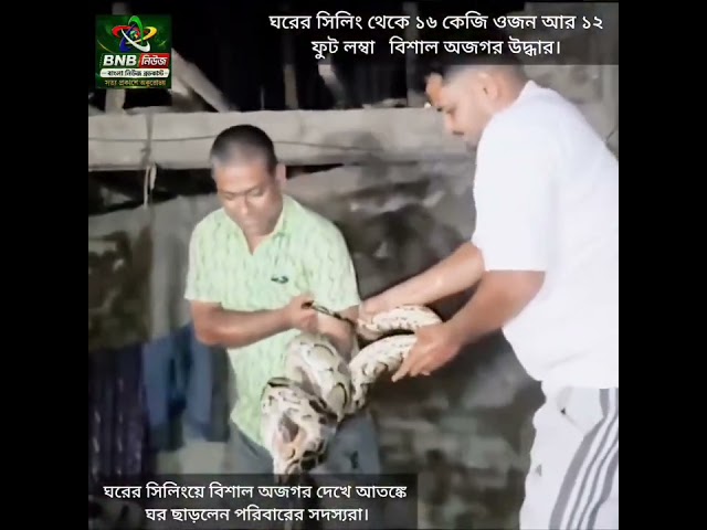 A 16 kg and 12 feet long python was found hanging from the ceiling of a house in Srimangal. The f...