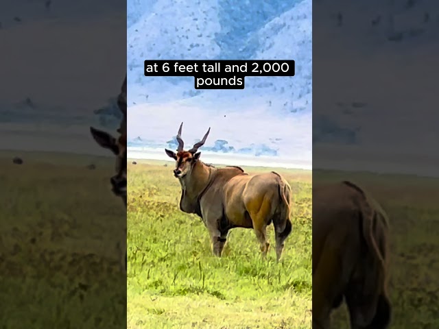 Eland  - The Largest Antelope in the World #safari  #wildlife #antelopes #eland lend