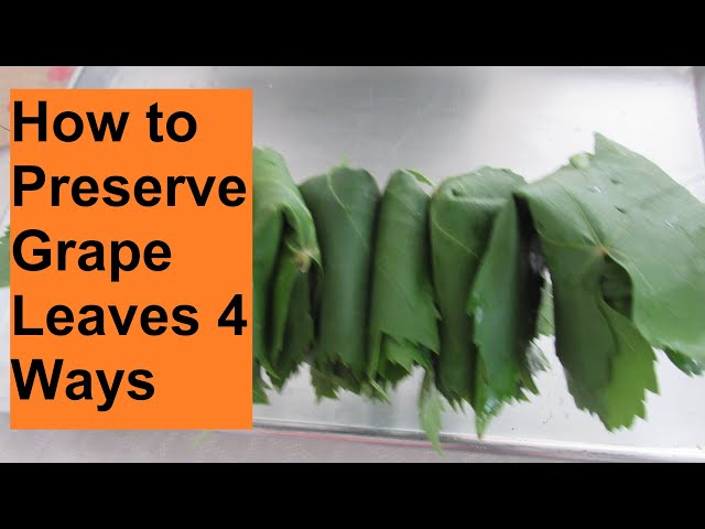 How to Preserve Grape Leaves 4 Ways