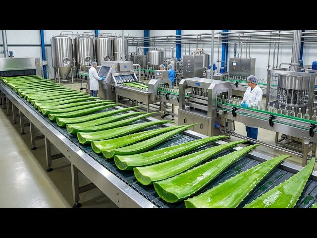 Inside the Factory: How Refreshing Aloe Vera Juice is Made (Full Process)