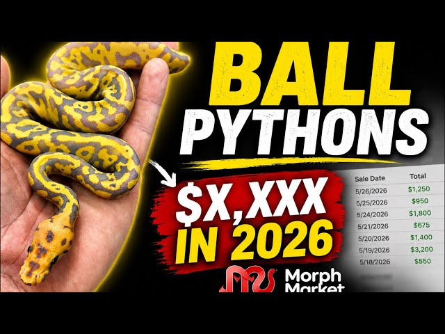 How Much I Made Selling Ball Pythons 2026