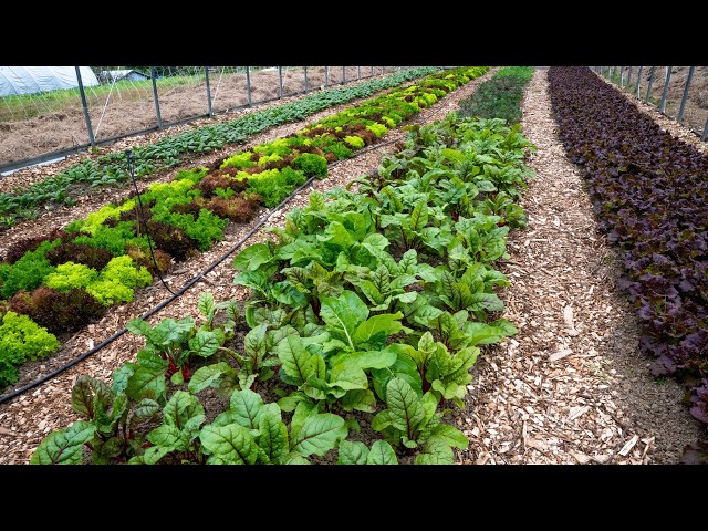 What Is Cultivation REALLY