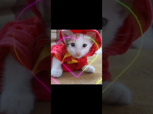 #meet#my#sharoo#cassi#leo