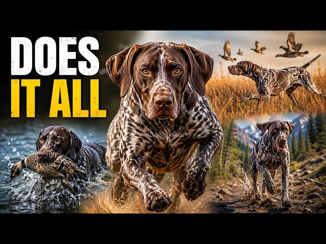 Why German Pointers are the Most Versatile Dogs in the World
