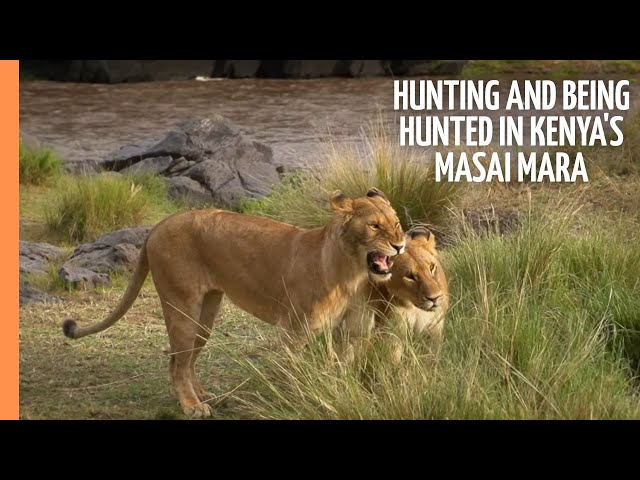 Hunting and being hunted in Kenya's Masai Mara | Full Documentary