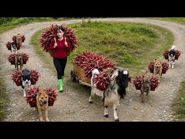 Harvesting Rare Wild Amomum Root in Deep Forest with My Loyal Dogs & Goats