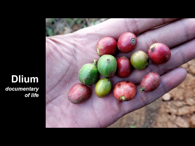 Liberian coffee (Coffea liberica)