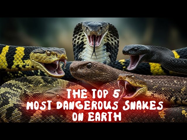 Top 5 Deadliest Snakes in the World 🐍 | Black Mamba, King Cobra, Taipan