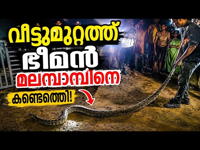 Big Indian Rock Python😱|| മൂവാറ്റുപുഴ - വാളകം ഭീമൻ മലമ്പാമ്പിനെ പിടികൂടി 