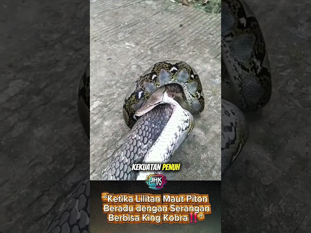 When the Deadly Coil of a Python Meets the Venomous Attack of a King Cobra‼️ #shorts #viral #vira...