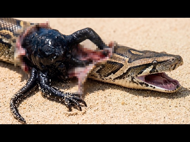 Florida Released The Rodent That Can Kill Pythons From the Inside — And It's Terrifying