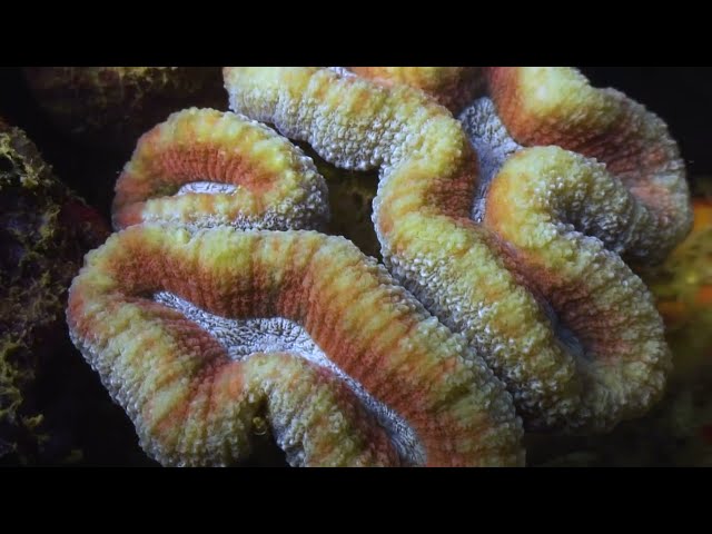 Barren Isles - Madagascar's coral islands