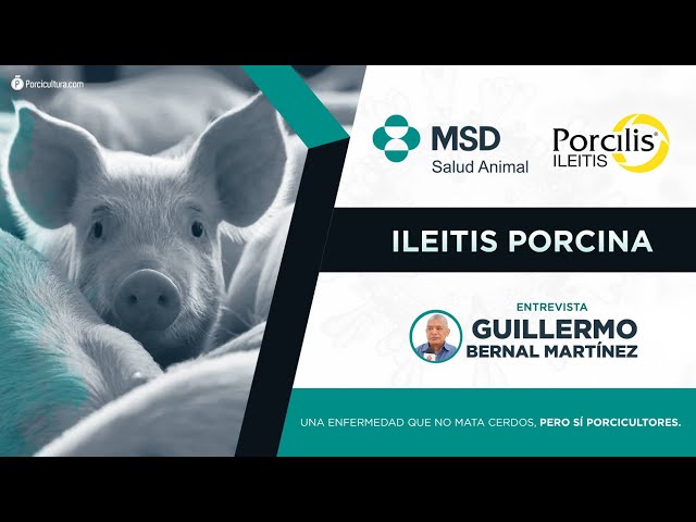 MSD Salud Animal aprovechó el Congreso AMVECAJ para hablar de ileitis porcina