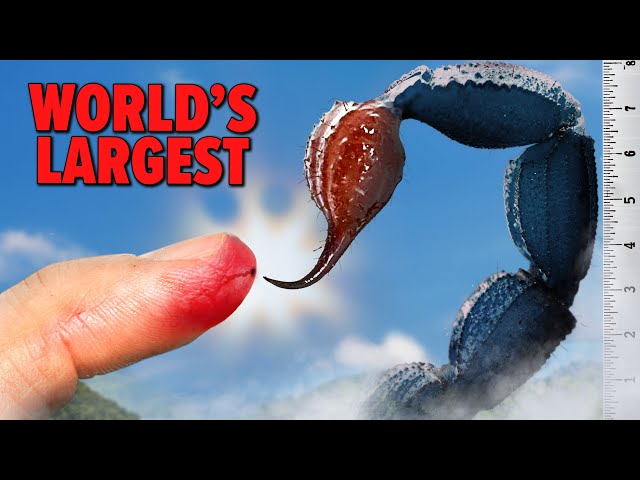 STUNG by the World's LARGEST Scorpion!