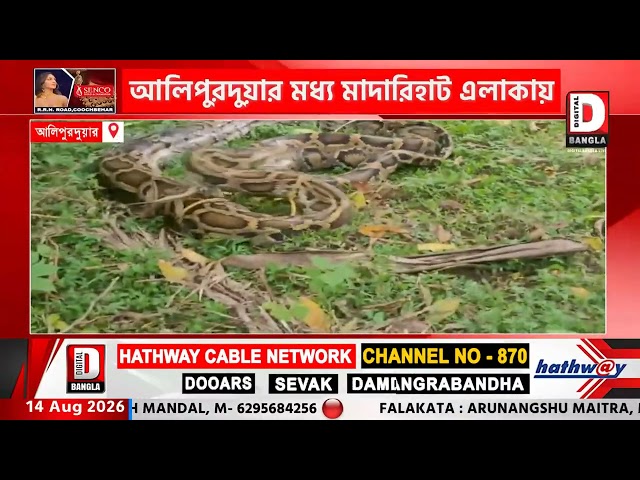 প্রায় ২৫ফুট  লম্বা রক পাইথন উদ্ধার  আলিপুরদুয়ার মধ্য মাদারিহাট এলাকায়