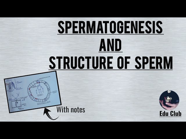 Spermatogenesis | Blood-Testes Barrier | Hormonal Control | Structure of Sperm || Reproductive Physi
