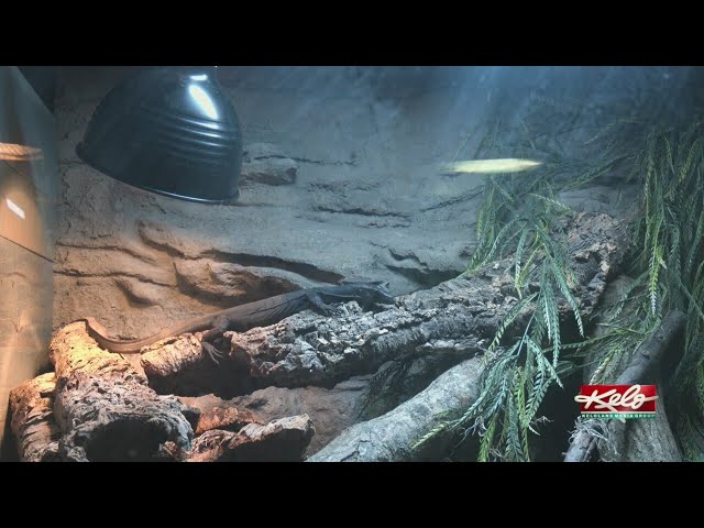 Cold-blooded in the cold of winter