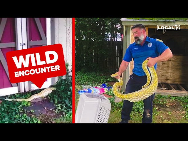 8-foot Burmese Python discovered in family’s backyard