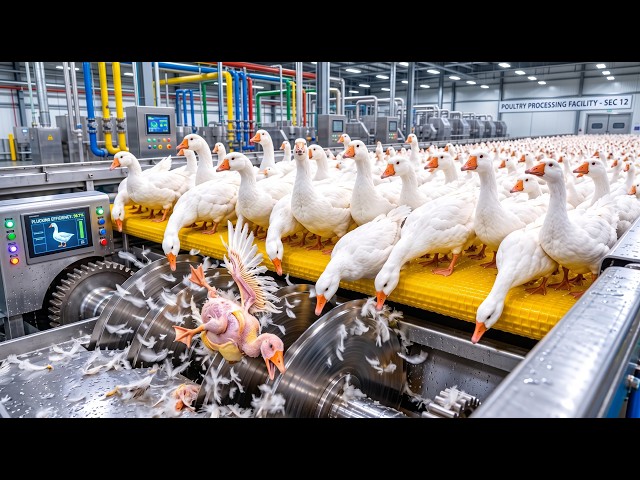 How Millions of Goose Feathers Become Luxury Comforters | Inside the Massive Factory