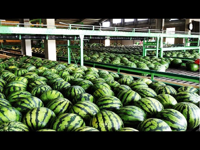 Amazing Fruit Processing Line - Watermelon, melon Sorting and Packing