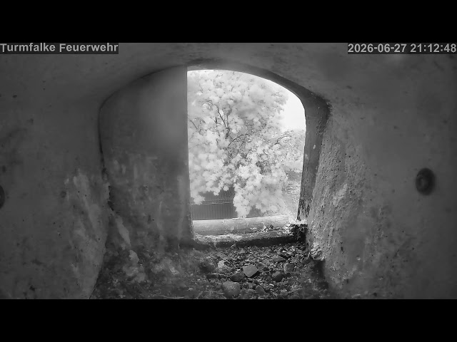 🔴 LIVE: Turmfalken-Kasten Fohrde (2026) 🦅 Kestrel Cam & Wildlife