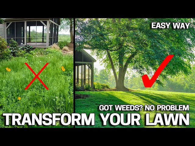 First Step to Fixing an Ugly Lawn - Where to Start