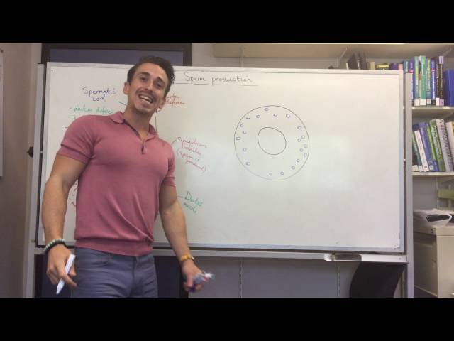 Testes and sperm production