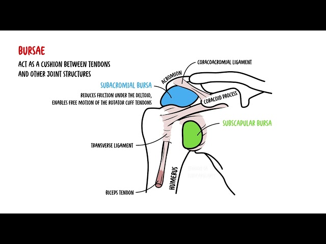 Shoulder Anatomy for Clinical Practice | Medical Student & Clinicians Review